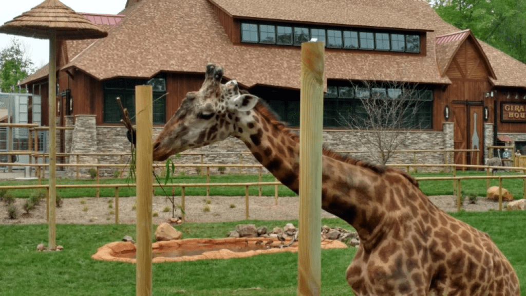 giraffe-house-2